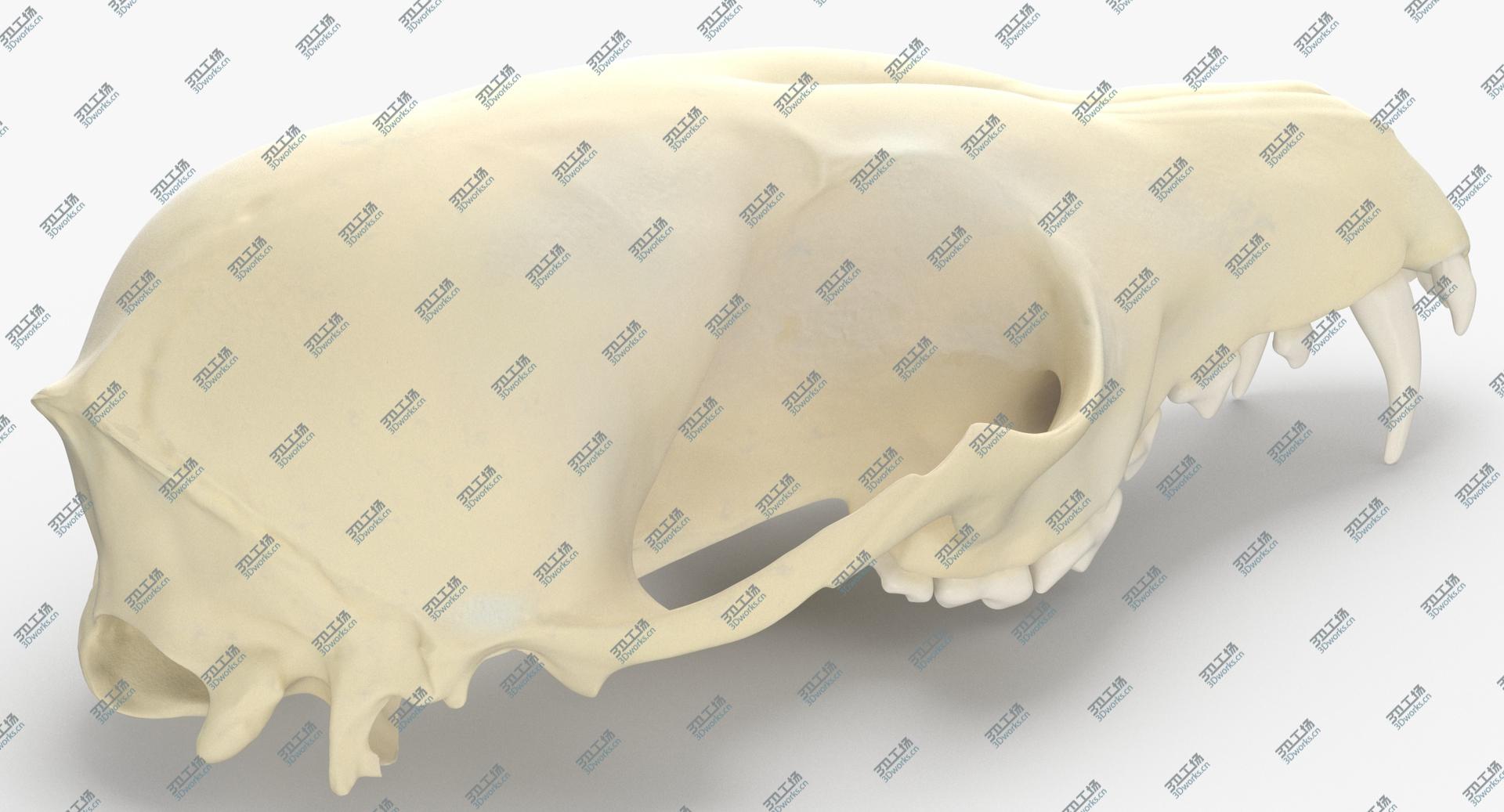 images/goods_img/2021040231/Real Red Fox Skull 01 3D/5.jpg